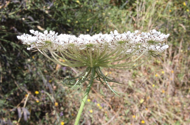 Daucus carota s.l. / Carota selvatica